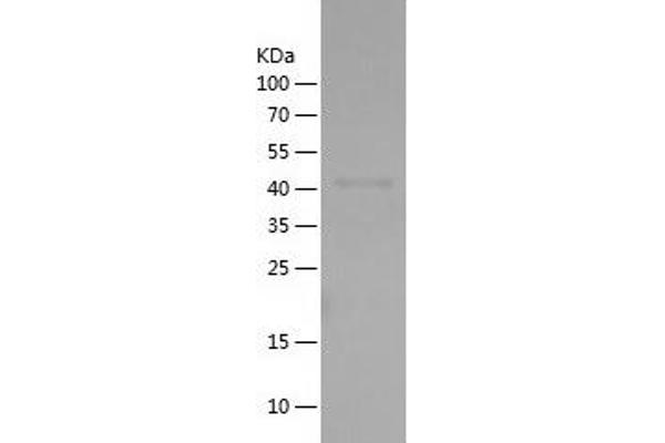 FMO2 Protein (AA 43-249) (His-IF2DI Tag)