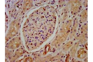 IHC image of ABIN7155939 diluted at 1:800 and staining in paraffin-embedded human kidney tissue performed on a Leica BondTM system. (HIP1R Antikörper  (AA 304-487))