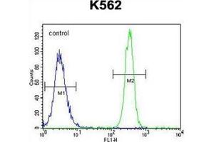 Flow cytometric analysis of K562 cells using NOS3 Antibody  (right histogram) compared to a negative control cell (left histogram). (ENOS Antikörper  (AA 1163-1191))