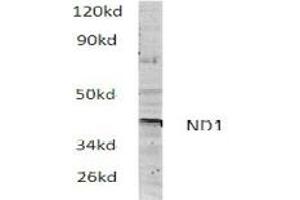 Image no. 1 for anti-Mitochondrially Encoded NADH Dehydrogenase 1 (MT-ND1) antibody (ABIN317922) (MT-ND1 Antikörper)