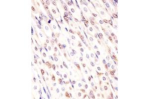 (ABIN6242936 and ABIN6578146) staining Mouse Med12 in mouse stomach sections by Immunohistochemistry (IHC-P - paraformaldehyde-fixed, paraffin-embedded sections). (MED12 Antikörper  (C-Term))
