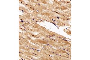 Immunohistochemical analysis of paraffin-embedded Z. (HSP90AA1 Antikörper  (AA 229-263))