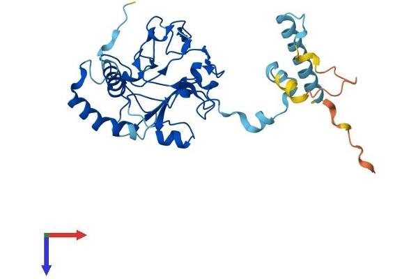 FAM221A Protein (AA 1-298) (His tag)