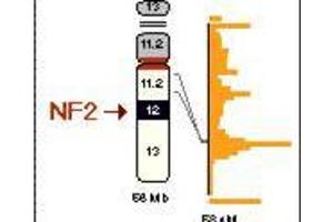 Image no. 2 for anti-Neurofibromin 2 (NF2) (pSer518) antibody (ABIN104130) (Merlin Antikörper  (pSer518))