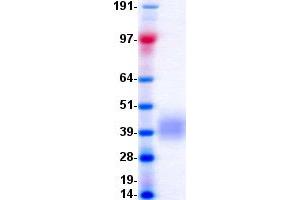 Validation with Western Blot (VISTA Protein (DYKDDDDK-His Tag))