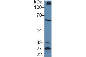 Western blot analysis of Mouse Kidney lysate, using Mouse PCX Antibody (5 µg/ml) and HRP-conjugated Goat Anti-Rabbit antibody ( (PODXL Antikörper  (AA 171-404))