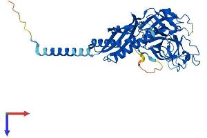 TMPRSS11B Protein (AA 1-416) (His tag)