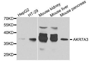 Western blot analysis of extracts of various cell lines, using AKR7A3 antibody. (AKR7A3 Antikörper  (AA 1-331))