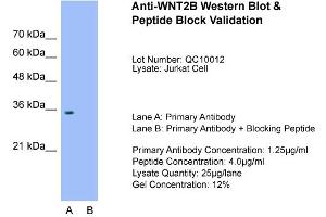 Host:  Rabbit  Target Name:  WNT2B  Sample Type:  Jurkat  Lane A:  Primary Antibody  Lane B:  Primary Antibody + Blocking Peptide  Primary Antibody Concentration:  1. (WNT2B Antikörper  (Middle Region))