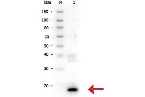Western Blot of Rabbit anti-IL-10 antibody. (IL-10 Antikörper)