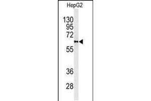 Western blot analysis of PLTP antibody in HepG2 cell line lysates (35ug/lane)