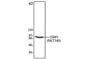 Western Blotting (WB) image for anti-Structure Specific Recognition Protein 1 (SSRP1) antibody (ABIN2666369) (SSRP1 Antikörper)