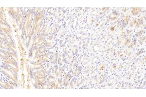 Detection of GSTA4 in Mouse Stomach Tissue using Polyclonal Antibody to Glutathione S Transferase A4 (GSTA4) (GSTA4 Antikörper  (AA 1-222))