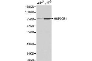 Western blot analysis of Hela cell and K562 cell lysate using HSP90B1 antibody. (GRP94 Antikörper  (AA 550-650))