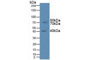RFTN1 antibody  (AA 288-520)