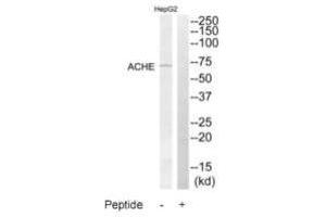 Western blot analysis of extracts from HepG2 cells, using ACHE antibody. (Acetylcholinesterase Antikörper  (C-Term))