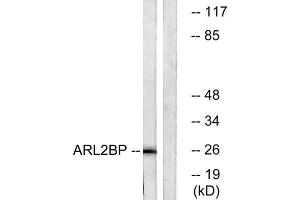 Western blot analysis of extracts from A549 cells, using ARL2BP antibody. (ARL2BP Antikörper  (Internal Region))