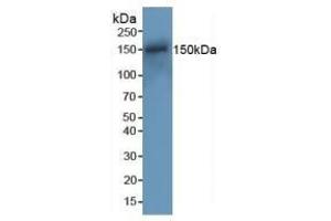 Detection of RAD50 in Mouse Spleen Tissue using Polyclonal Antibody to DNA Repair Protein RAD50 (RAD50) (RAD50 Antikörper  (AA 1-234))