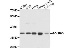 Western blot analysis of extracts of various cell lines, using GOLPH3 antibody (ABIN6292959) at 1:3000 dilution. (GOLPH3 Antikörper)