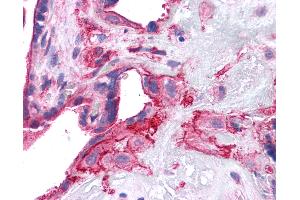 Anti-SNAP23 antibody IHC of human placenta. (SNAP23 Antikörper  (AA 1-132))