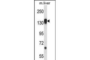 RPS6KC1 Antibody (N-term) (ABIN656394 and ABIN2845689) western blot analysis in mouse liver tissue lysates (35 μg/lane). (RPS6KC1 Antikörper  (N-Term))