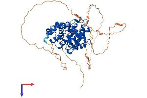 Cyclin A1 Protein (CCNA1) (AA 1-465) (His tag)