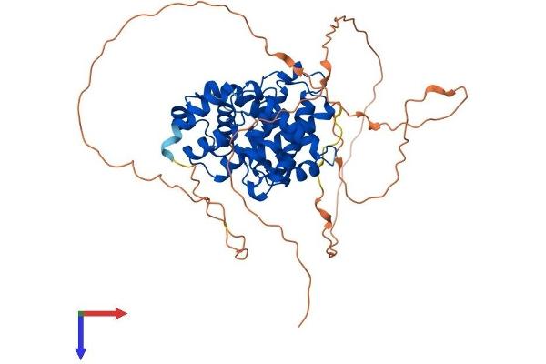 Cyclin A1 Protein (CCNA1) (AA 1-465) (His tag)
