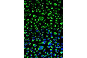 Immunofluorescence analysis of HeLa cell using P4HB antibody. (P4HB Antikörper  (AA 329-508))