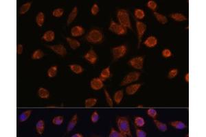 Immunofluorescence (IF) image for anti-NADH Dehydrogenase (Ubiquinone) 1 alpha Subcomplex, Assembly Factor 2 (NDUFAF2) antibody (ABIN7257790)