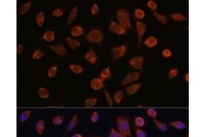 Immunofluorescence analysis of L929 cells using NDUFAF2 Polyclonal Antibody at dilution of 1:100. (NDUFAF2 Antikörper)