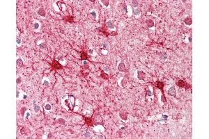 Anti-GLUD1 antibody IHC of human brain, cortex. (GLUD1 Antikörper  (AA 93-107))