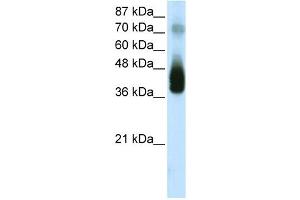 WB Suggested Anti-JUNB Antibody Titration:  2. (C-JUN Antikörper  (C-Term))