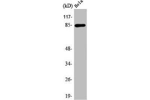 Western Blot analysis of COLO205 cells using APC5 Polyclonal Antibody (ANAPC5 Antikörper  (Internal Region))