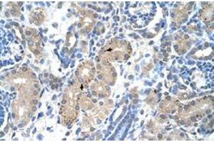 Immunohistochemical staining (Formalin-fixed paraffin-embedded sections) of human kidney with FOXR2 polyclonal antibody  at 4-8 ug/mL working concentration. (FOXR2 Antikörper  (N-Term))