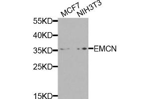Western blot analysis of extracts of various cell lines, using EMCN antibody. (Endomucin Antikörper)