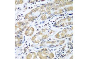 Immunohistochemistry of paraffin-embedded human stomach using EIF1AX antibody. (EIF1AX Antikörper  (AA 10-144))