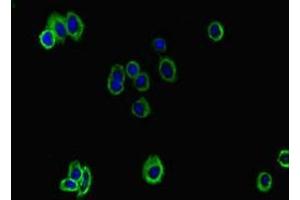 Immunofluorescent analysis of HepG2 cells using ABIN7163374 at dilution of 1:100 and Alexa Fluor 488-congugated AffiniPure Goat Anti-Rabbit IgG(H+L) (ATP8B1 Antikörper  (AA 217-330))