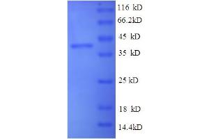 SDS-PAGE (SDS) image for Interleukin 17A (IL17A) (AA 21-153) protein (GST tag) (ABIN5709735)