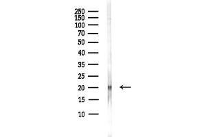 Western blot analysis of lysates from Hela cells(heat-shock,45 min treatment), using JOS Antibody at 1/1000 dilution.