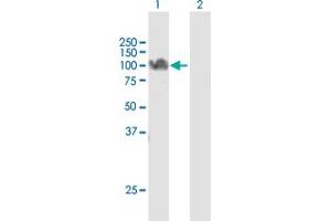 Western Blot analysis of STAT5A expression in transfected 293T cell line by STAT5A MaxPab polyclonal antibody. (STAT5A Antikörper  (AA 1-794))