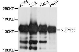 Western blot analysis of extracts of various cell lines, using NUP133 antibody (ABIN5996355) at 1/1000 dilution. (NUP133 Antikörper)