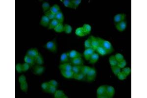 Immunofluorescence staining of Hela cells with ABIN7150946 at 1:33, counter-stained with DAPI. (HERC5 Antikörper  (AA 153-284))