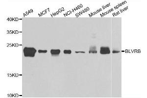 Western blot analysis of extracts of various cell lines, using BLVRB antibody. (BLVRB Antikörper  (AA 1-206))