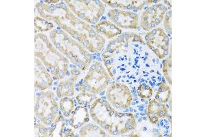 Immunohistochemistry of paraffin-embedded mouse kidney using COX6A1 antibody at dilution of 1:100 (x40 lens). (COX6A1 Antikörper)