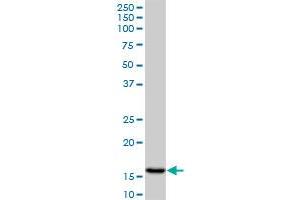 AGR2 monoclonal antibody (M01), clone 1E5. (AGR2 Antikörper  (AA 1-175))