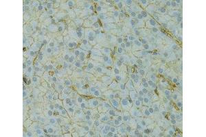 Immunohistochemistry of paraffin-embedded Rat pancreas using KCNJ1 Polyclonal Antibody at dilution of 1:100 (40x lens). (KCNJ1 Antikörper)