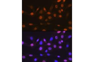 Immunofluorescence analysis of NIH-3T3 cells using T Rabbit mAb (ABIN7270729) at dilution of 1:100 (40x lens). (TARBP2 Antikörper)