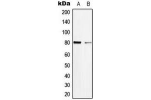 Western blot analysis of TAU (pS713) expression in SHSY5Y (A), mouse brain (B) whole cell lysates. (tau Antikörper  (C-Term, pSer713))