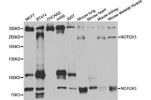 Western blot analysis of extracts of various cell lines, using NOTCH3 antibody (ABIN5971594) at 1:400 dilution. (NOTCH3 Antikörper)
