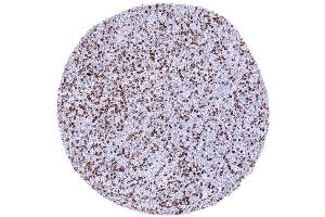 Immunohistochemistry (IHC) image for anti-CD4 (CD4) (AA 216-396) antibody (ABIN7477393)